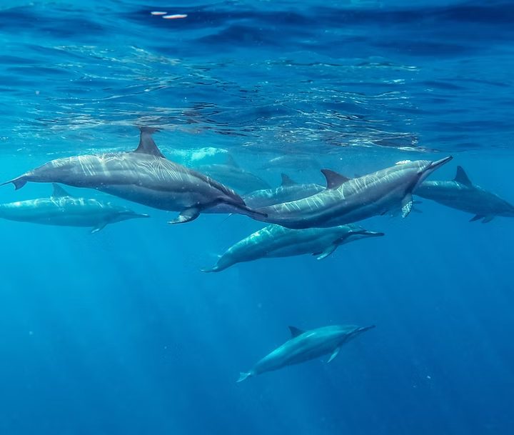 A group of dolphins swimming underwater